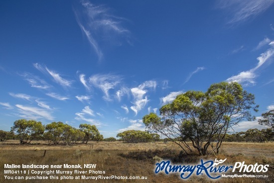 Mallee landscape near Monak, NSW