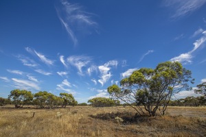 Mallee landscape near Monak, NSW