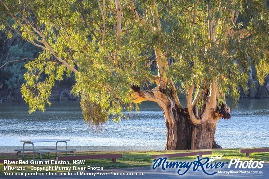 River Red Gum at Euston, NSW