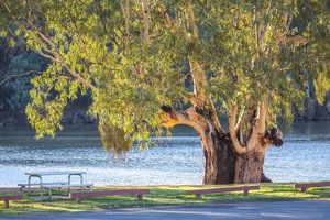 River Red Gum at Euston, NSW