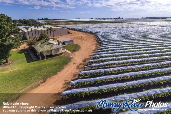 Robinvale vines