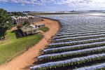 Robinvale vines