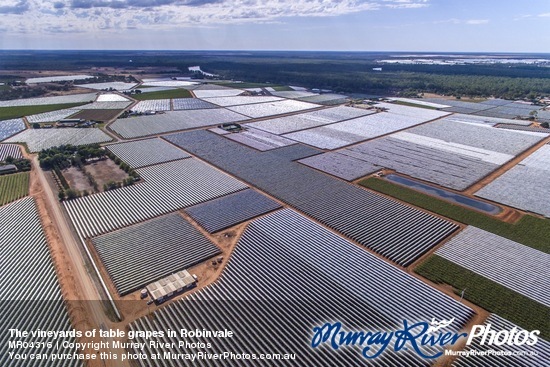 The vineyards of table grapes in Robinvale