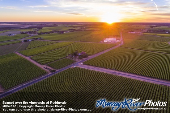 Sunset over the vineyards of Robinvale