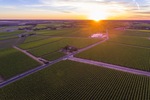 Sunset over the vineyards of Robinvale