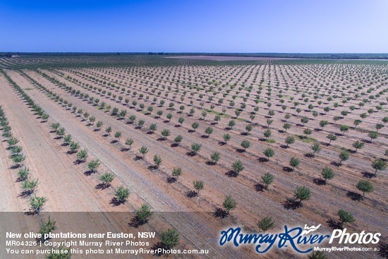 New olive plantations near Euston, NSW