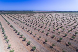 New olive plantations near Euston, NSW