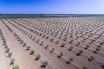 New olive plantations near Euston, NSW