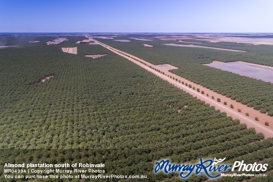 Almond plantation south of Robinvale