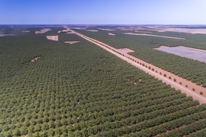 Almond plantation south of Robinvale