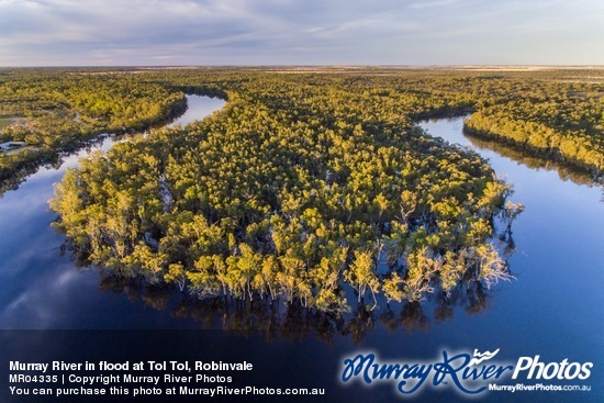 Murray River in flood at Tol Tol, Robinvale