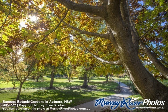 Barooga Botanic Gardens in Autumn, NSW