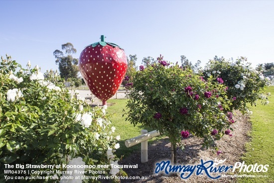 The Big Strawberry at Koonoomoo near Tocumwal