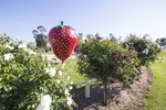 The Big Strawberry at Koonoomoo near Tocumwal