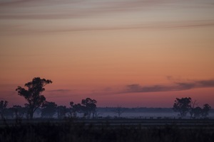 Sunrise near Kerang, Victoria