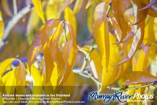 Autumn leaves and orchards in the Riverland