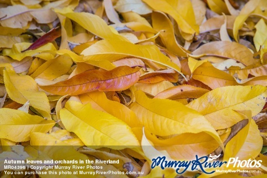 Autumn leaves and orchards in the Riverland