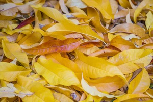 Autumn leaves and orchards in the Riverland