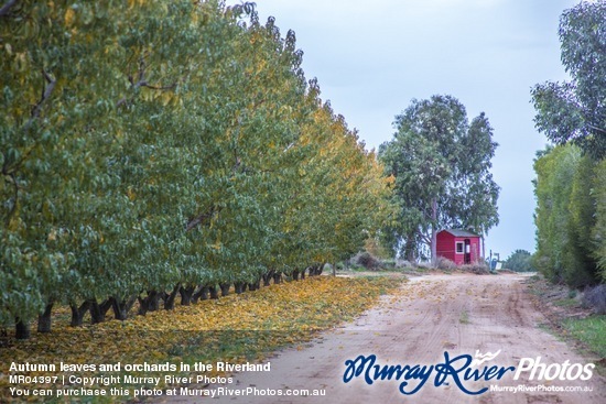 Autumn leaves and orchards in the Riverland