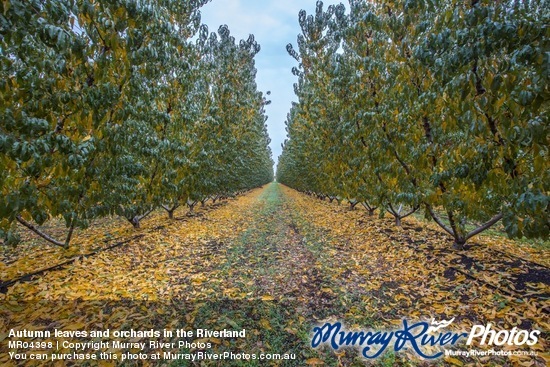 Autumn leaves and orchards in the Riverland