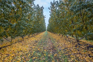 Autumn leaves and orchards in the Riverland