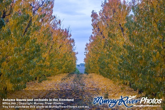 Autumn leaves and orchards in the Riverland