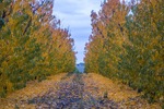 Autumn leaves and orchards in the Riverland