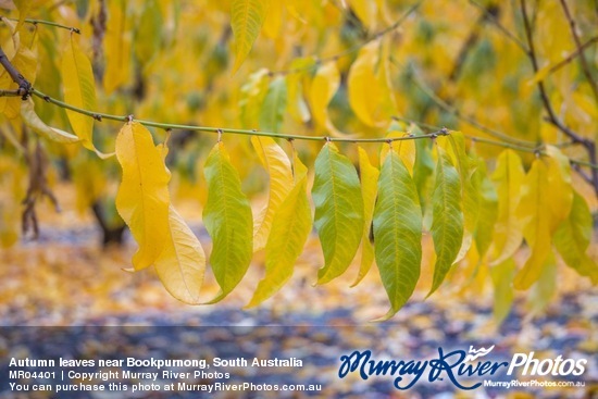 Autumn leaves near Bookpurnong, South Australia