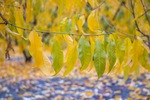 Autumn leaves near Bookpurnong, South Australia