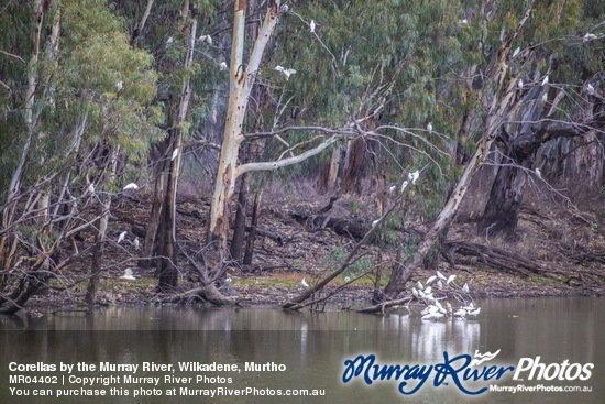 Corellas by the Murray River, Wilkadene, Murtho