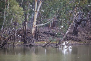 Corellas by the Murray River, Wilkadene, Murtho