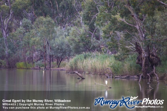 Great Egret by the Murray River, Wilkadene
