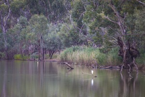 Great Egret by the Murray River, Wilkadene