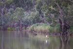 Great Egret by the Murray River, Wilkadene