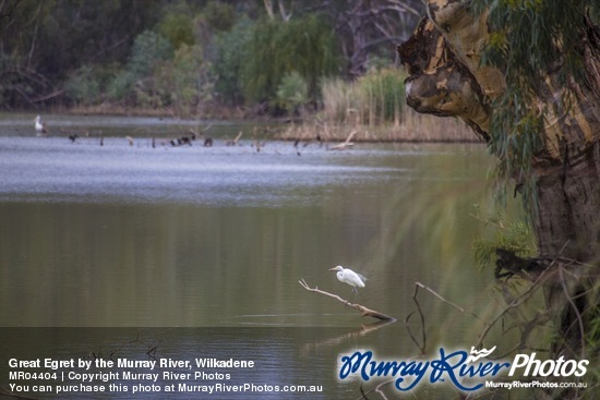 Great Egret by the Murray River, Wilkadene