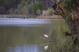 Great Egret by the Murray River, Wilkadene