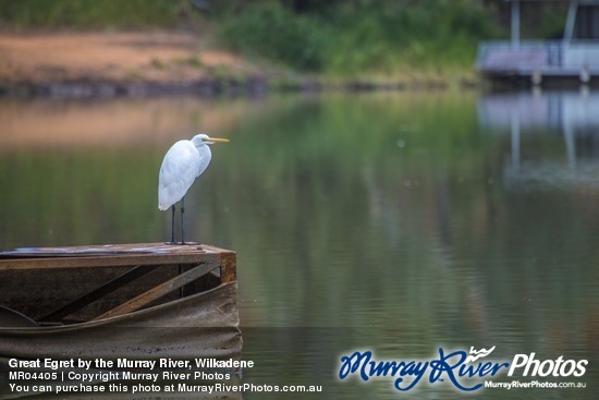 Great Egret by the Murray River, Wilkadene