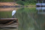 Great Egret by the Murray River, Wilkadene