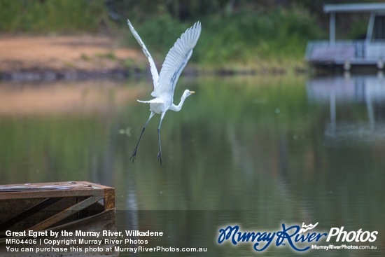 Great Egret by the Murray River, Wilkadene