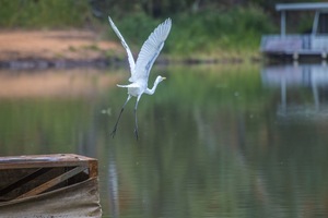 Great Egret by the Murray River, Wilkadene