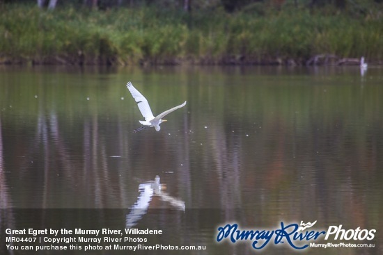 Great Egret by the Murray River, Wilkadene