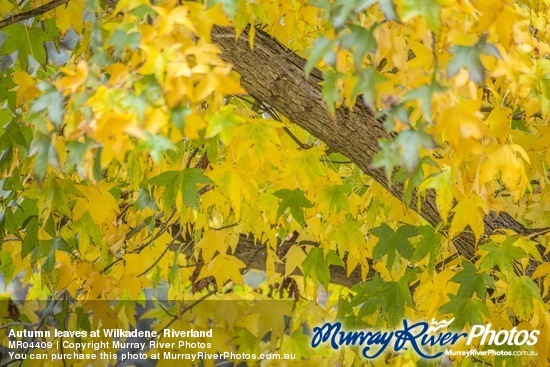 Autumn leaves at Wilkadene, Riverland