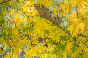 Autumn leaves at Wilkadene, Riverland