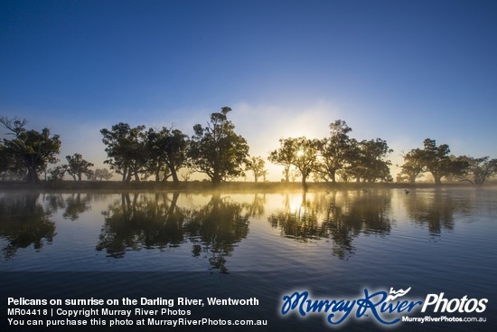 Pelicans on surnrise on the Darling River, Wentworth