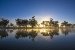 Pelicans on surnrise on the Darling River, Wentworth