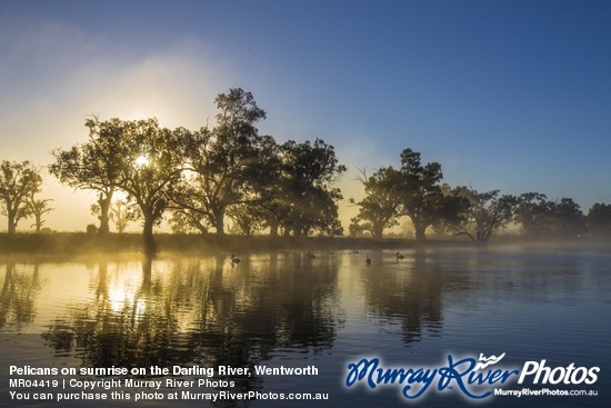 Pelicans on surnrise on the Darling River, Wentworth