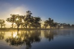 Pelicans on surnrise on the Darling River, Wentworth