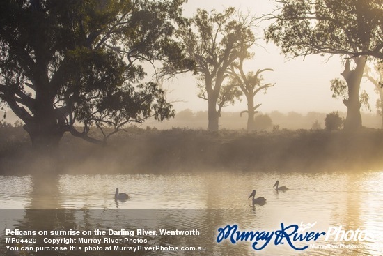 Pelicans on surnrise on the Darling River, Wentworth