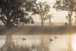 Pelicans on surnrise on the Darling River, Wentworth