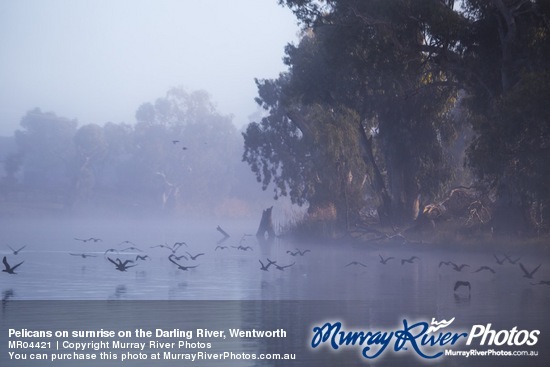 Pelicans on surnrise on the Darling River, Wentworth